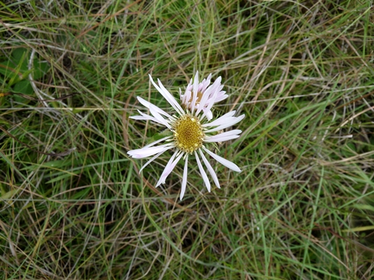 {Eurybia eryngiifolia}